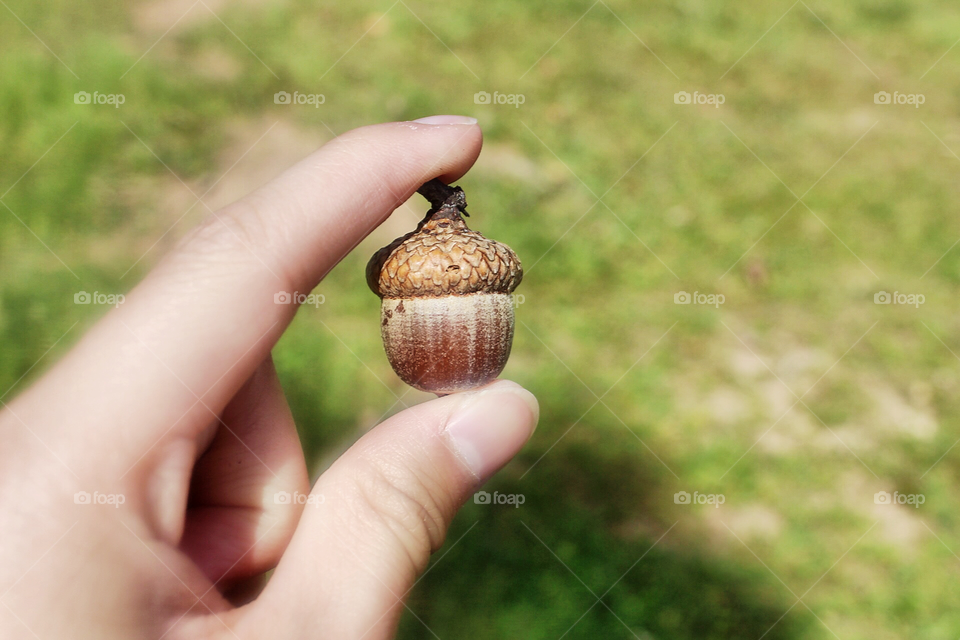Abandoned baby acorn. 