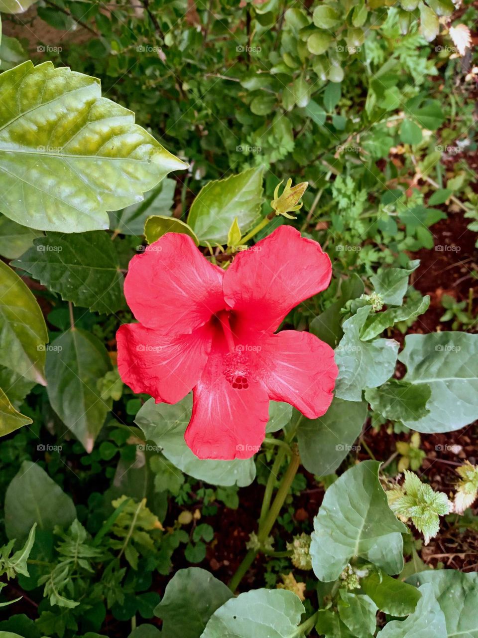 hibiscus flower