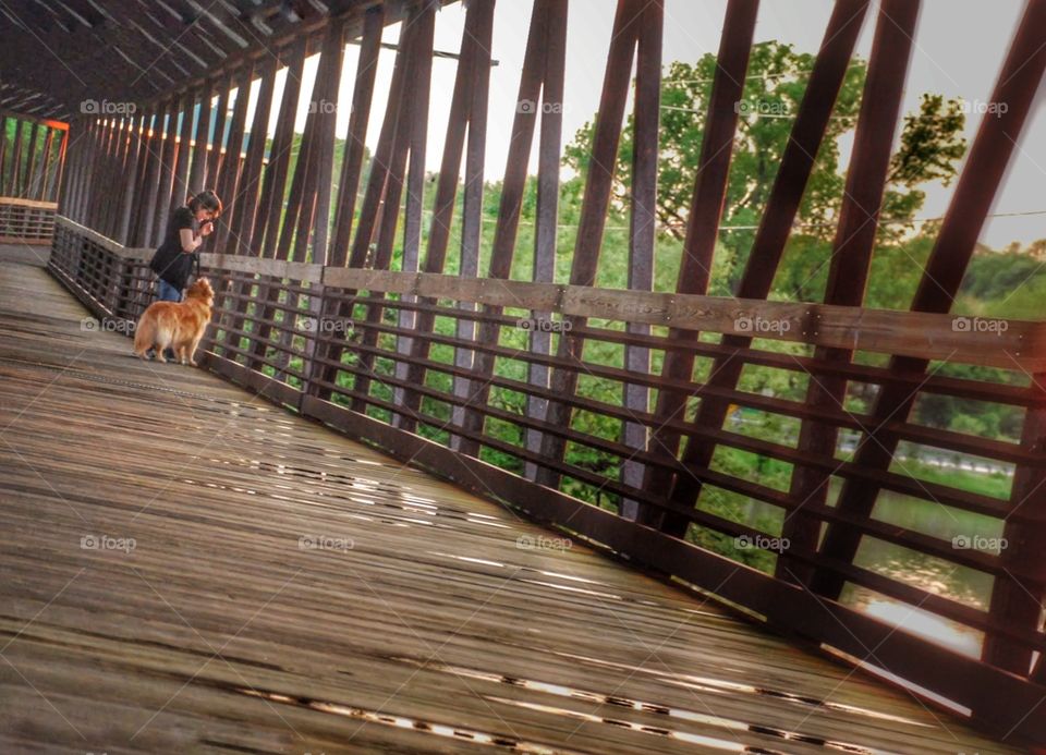 Golden retriever on a bridge . A golden retriever and its owner on the foot bridge at sunset