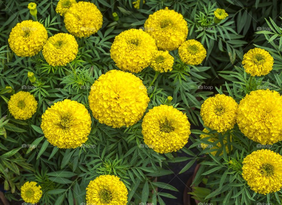 Yellow marigold flowers