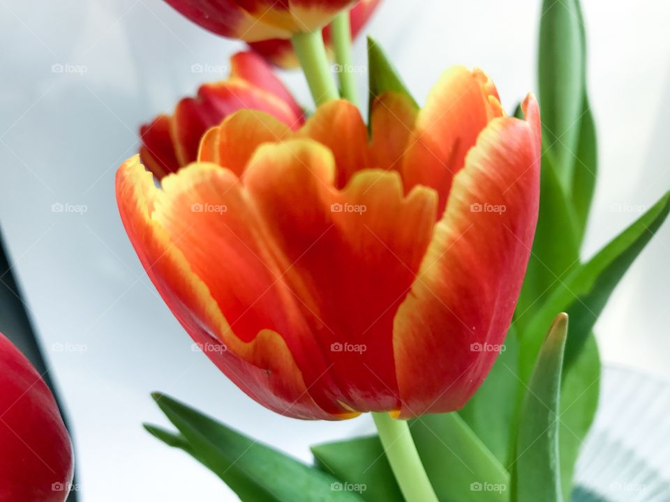 Red tulips 