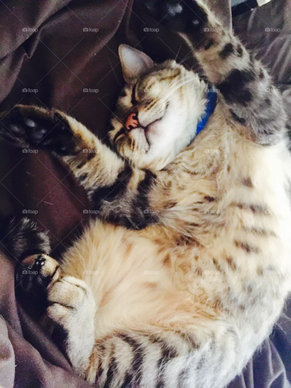 Caturday 