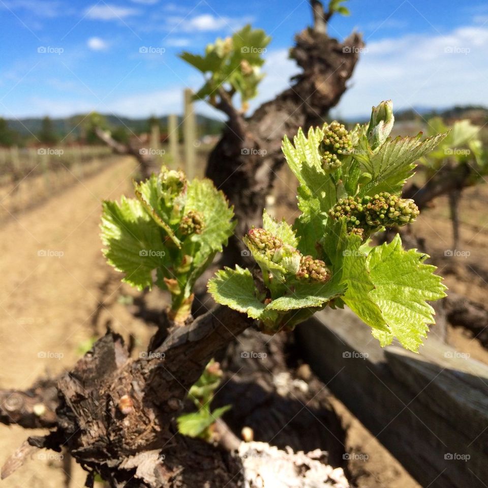 Bud break in Napa 