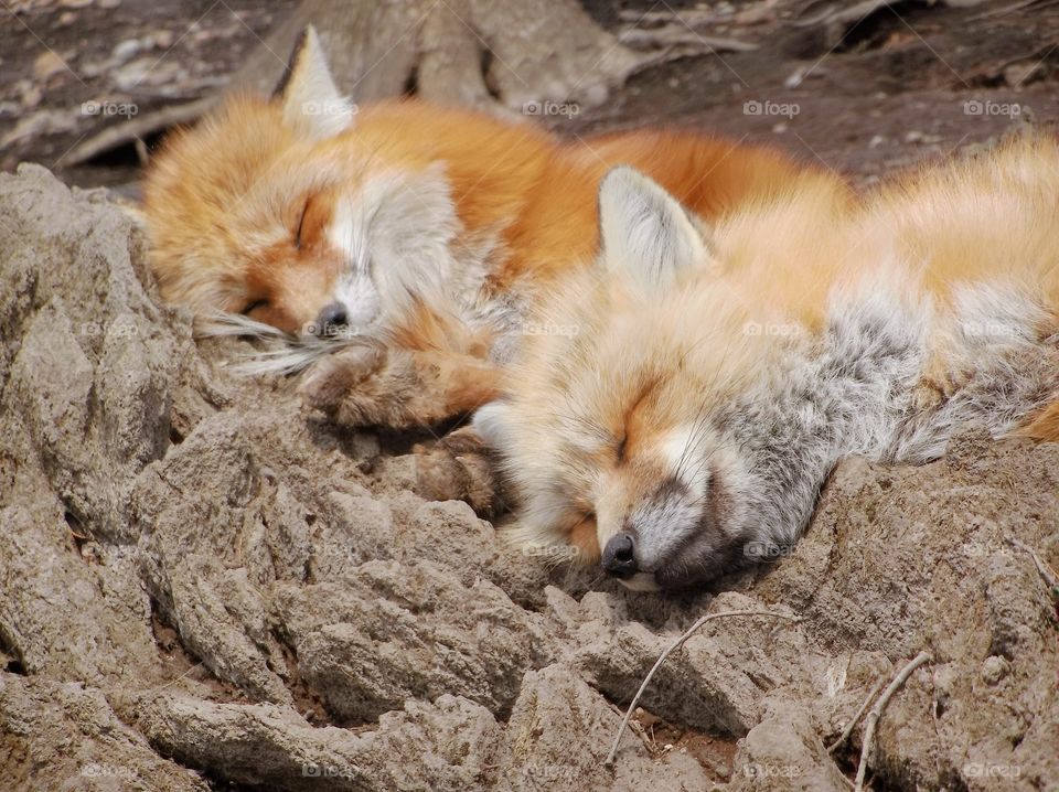 Two sleeping foxes
