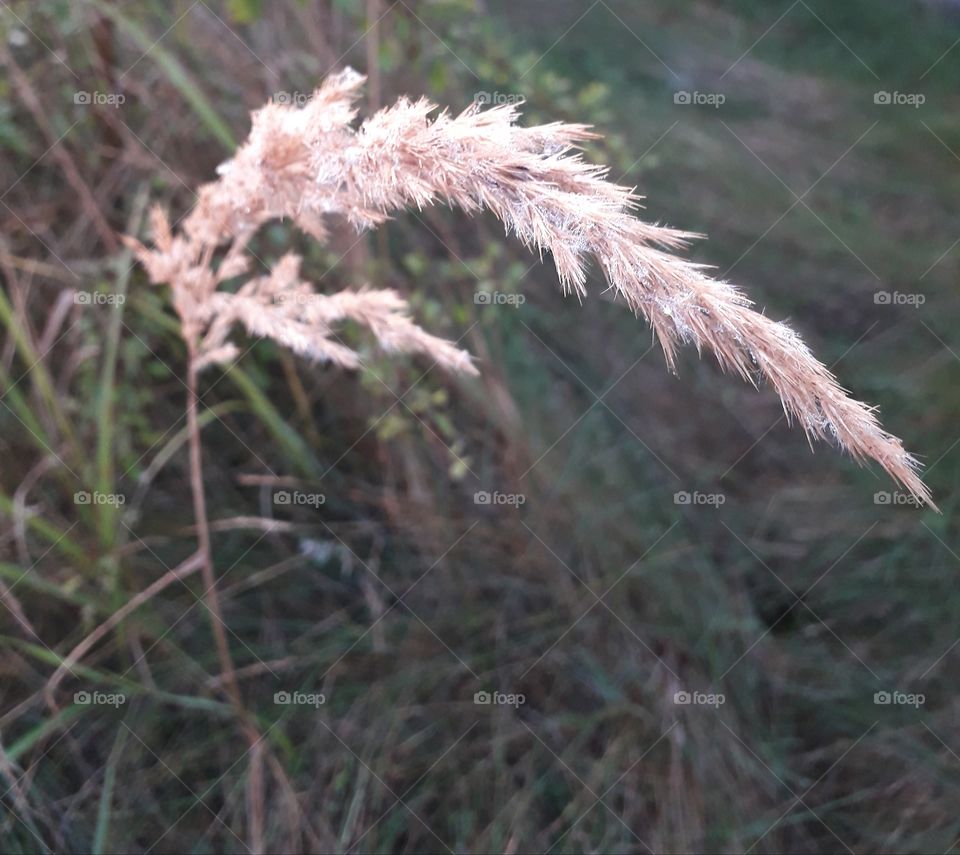 brown dry blade of grass cowered with dew