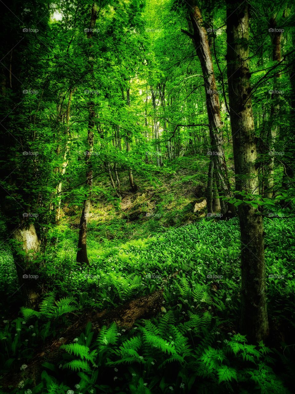 Green plant flower beauty nature greens outdoor