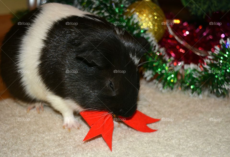 Guinea pig with red bow