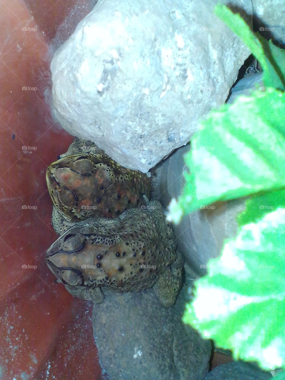 frog family