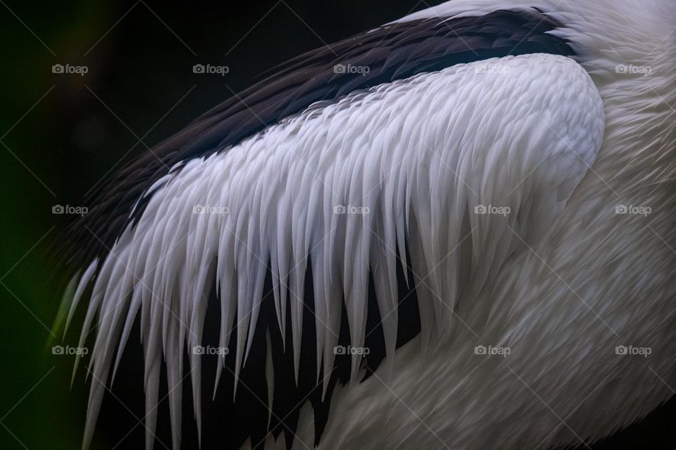 Detail of a pelican feather