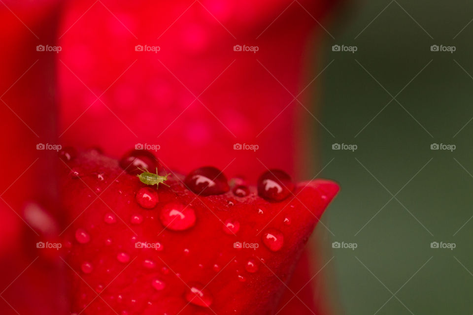 aphid under red petals with water drops