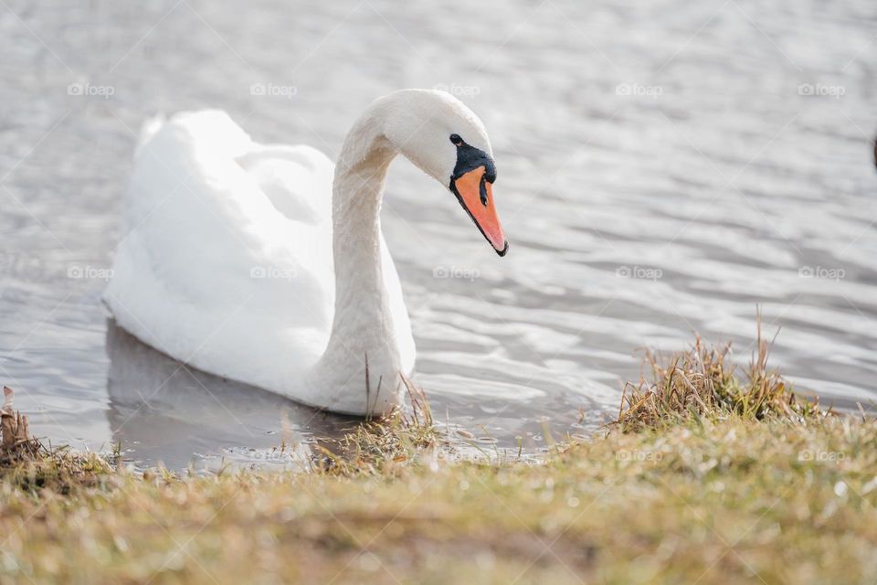 Beautiful swan 🦢