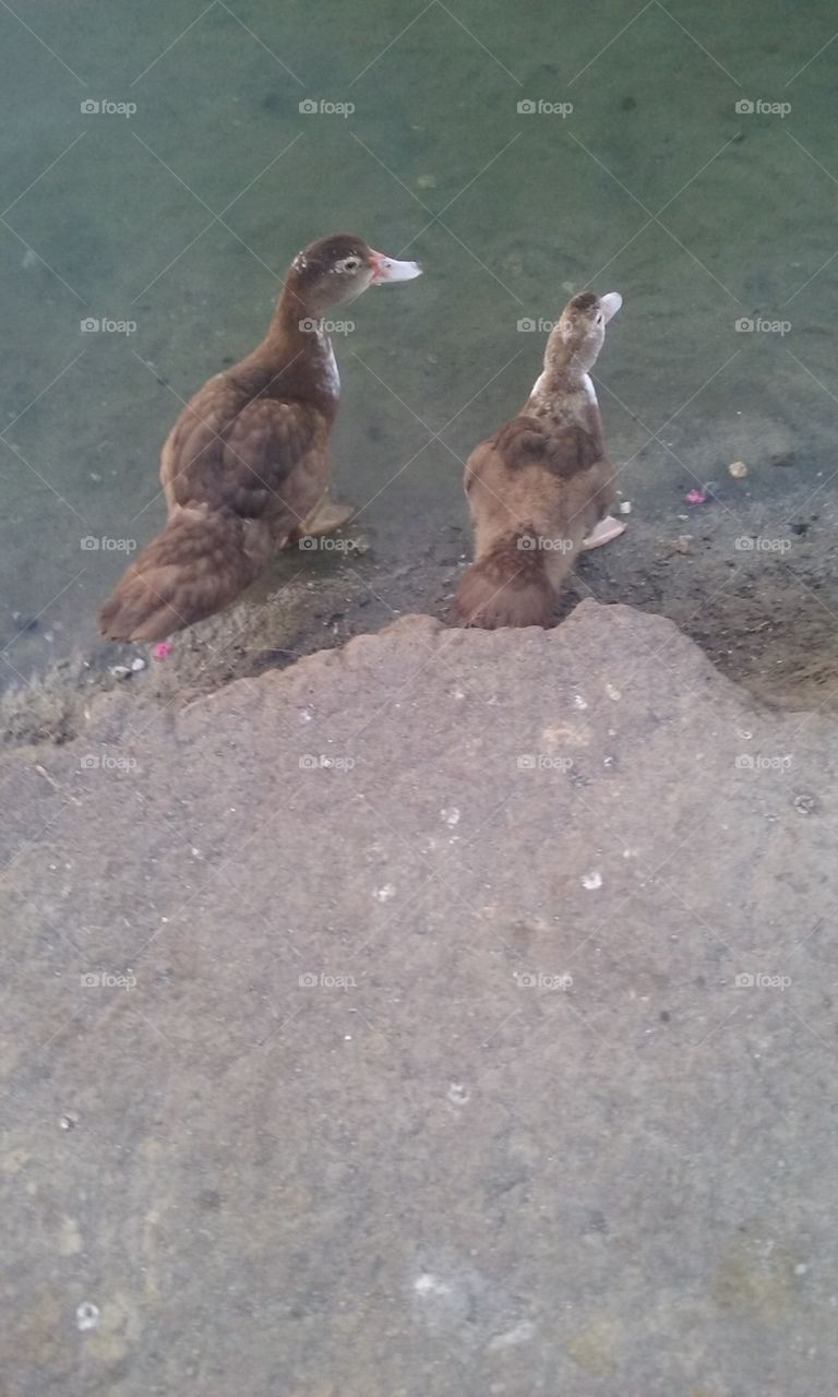 Twin Brown Ducks
