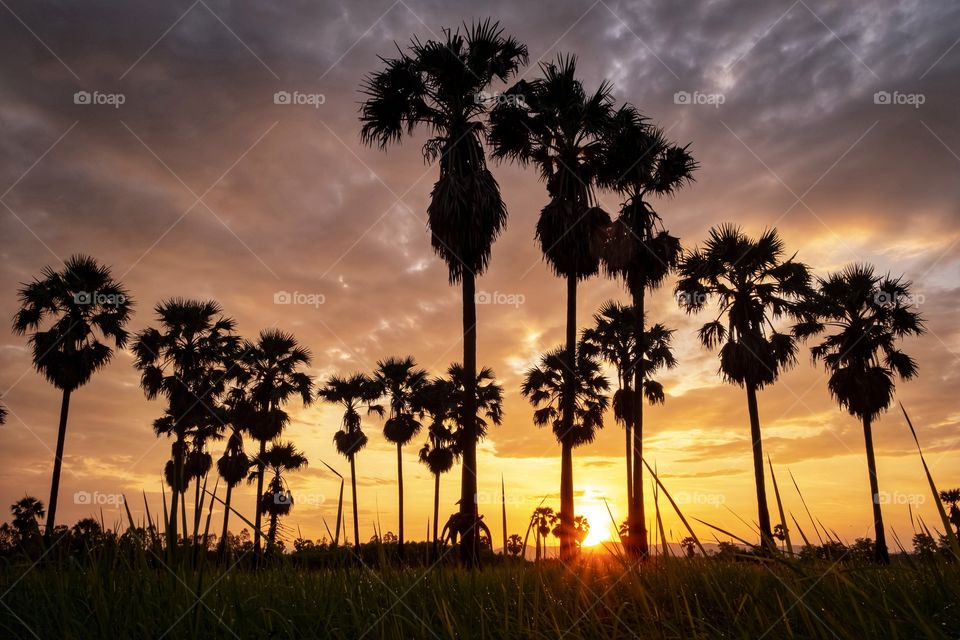 Sunrise behind silhouette of sugar palm in rice field