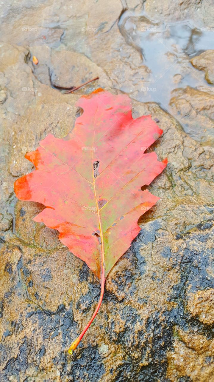 Autumn leaf on tree trunk