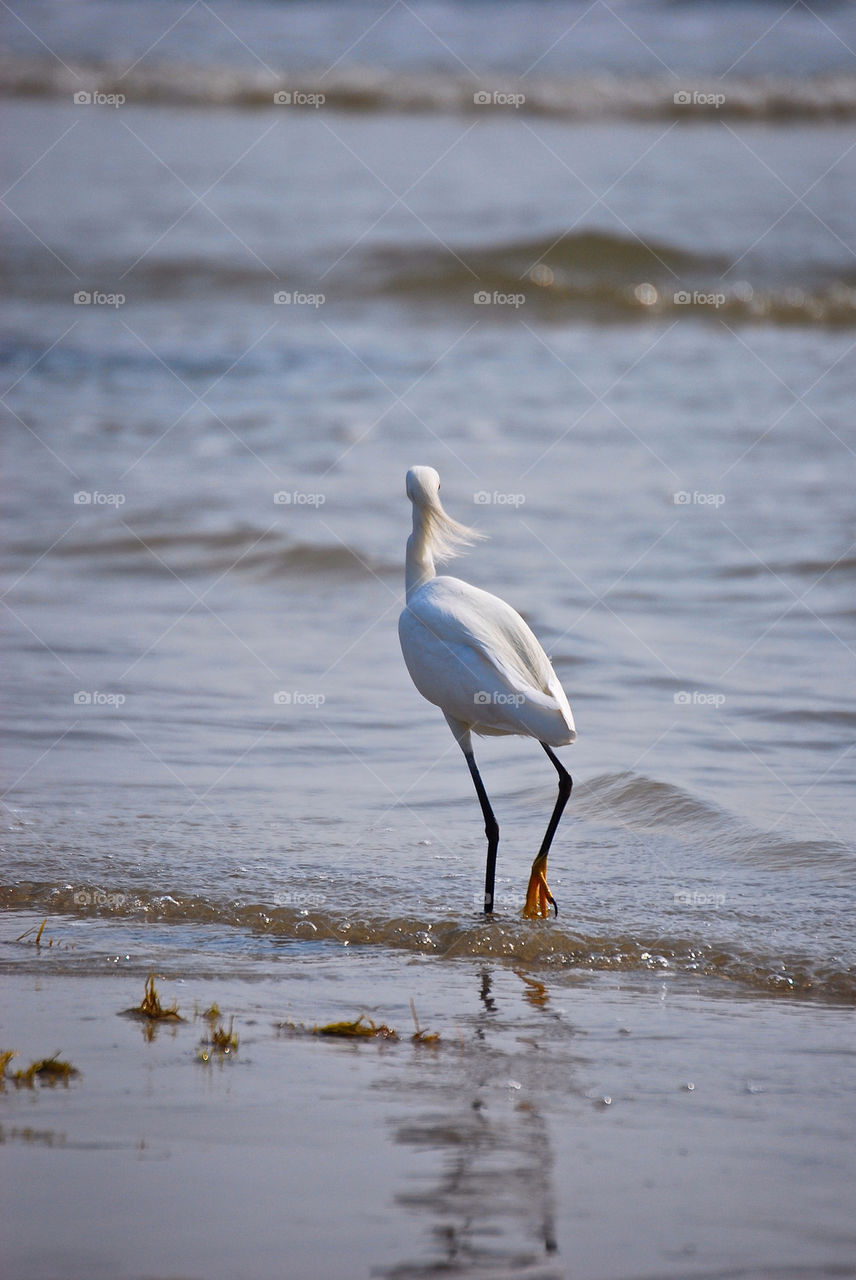 Egret 