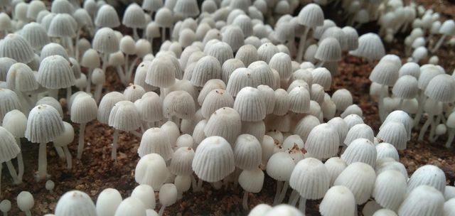 Mushroom