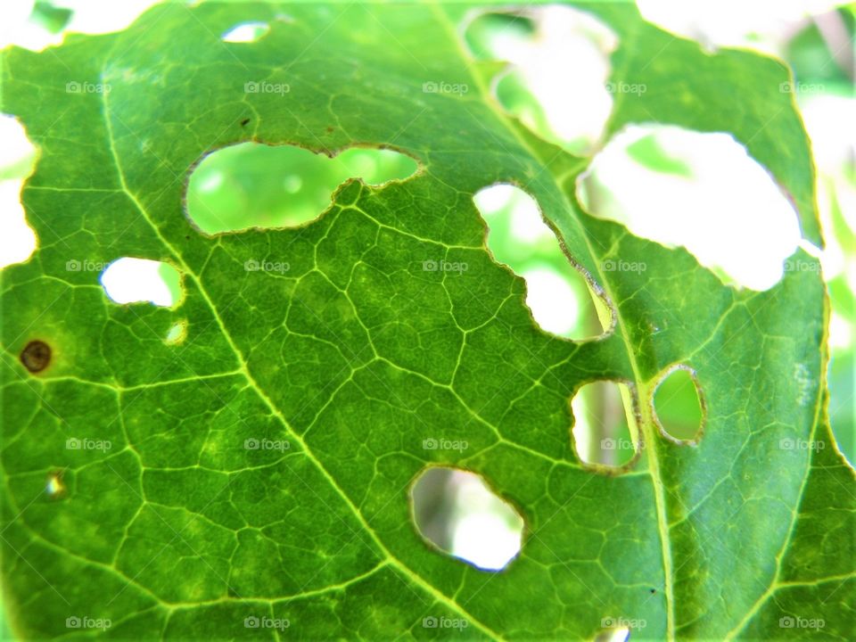 Holes on a leaf