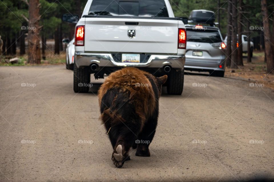 Bear traffic jamb