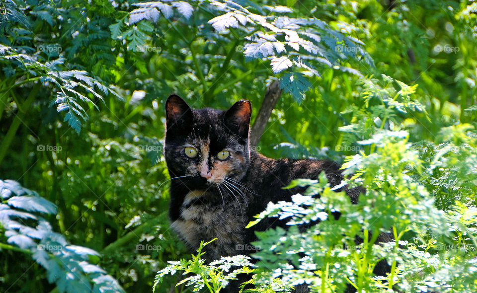 Stray cat in the park 