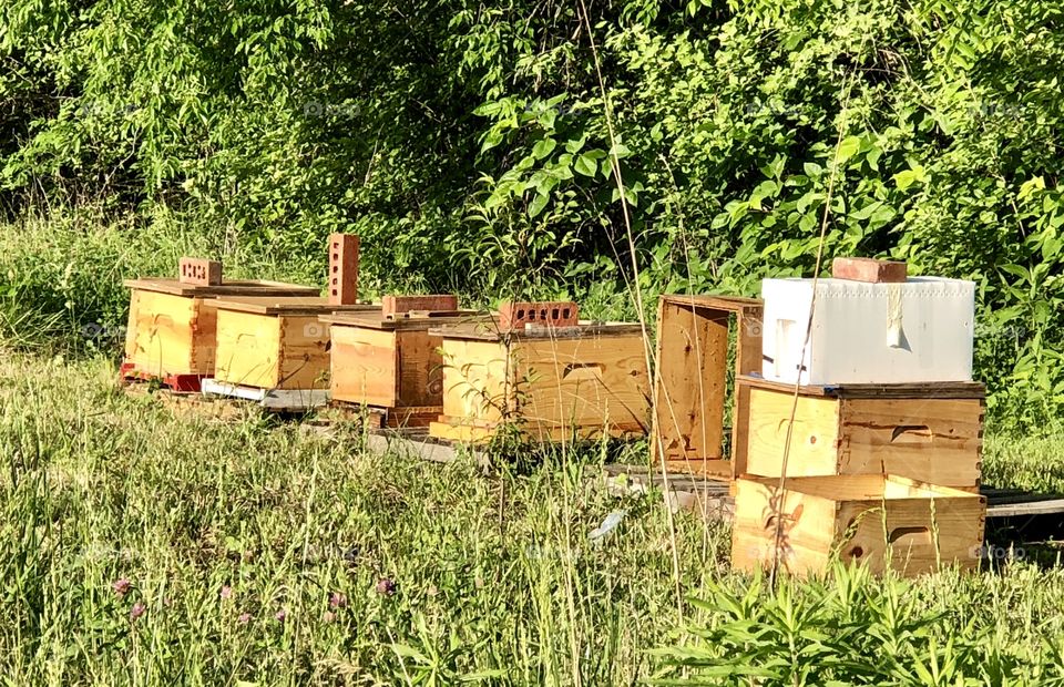 Apiary, small, bees, honey, honeybees 