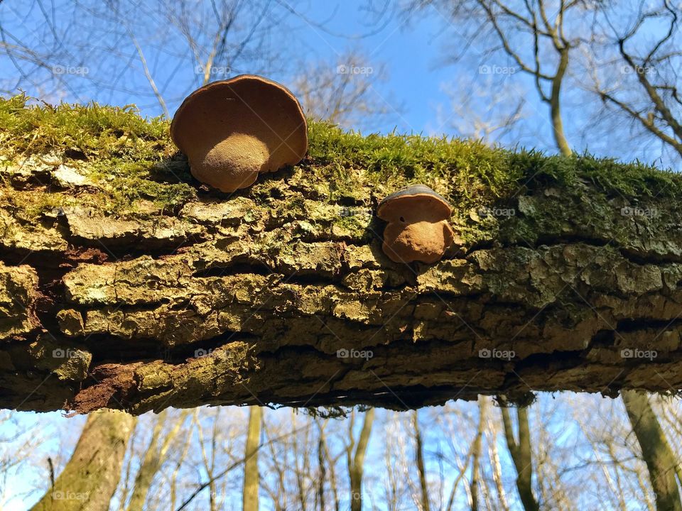 Dägimoos Swiss Forest 