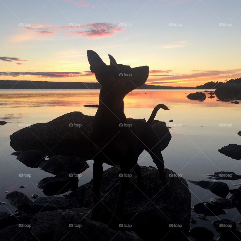 Miniature pinscher in sunset. Jämtland, sweden 