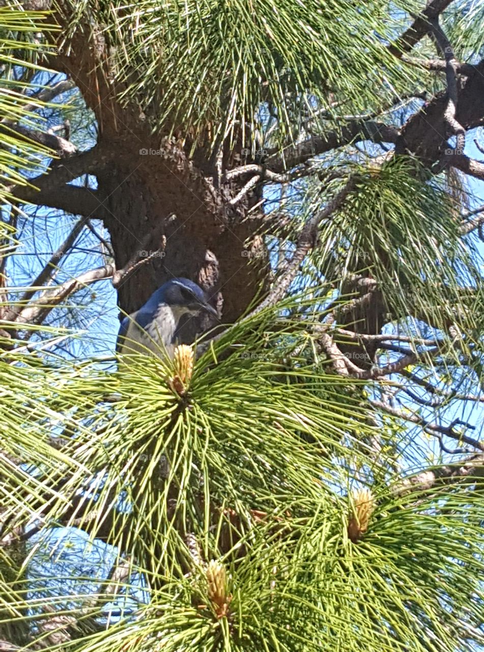 my house is surrounded by all kinds of birds from Vultures to Quail. There are many blue birds , like the one here, that make alot of noise. I must have disturb this one as I was heading to my garbage can. It looks like he is giving me the stink eye.