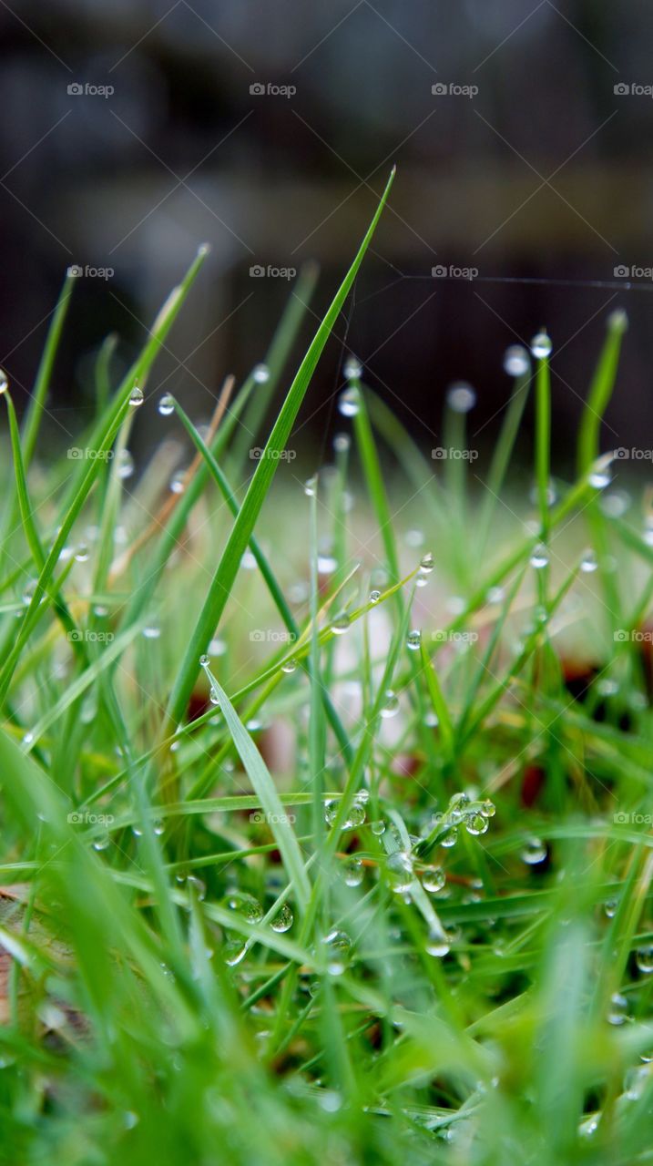 Droplets on grass