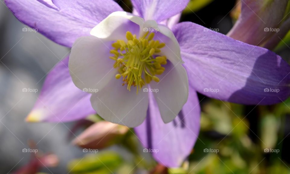 Columbine