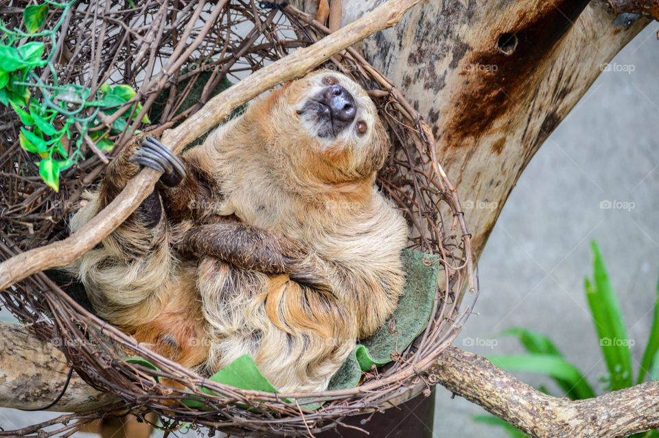 Two-toed sloth laying in a tree