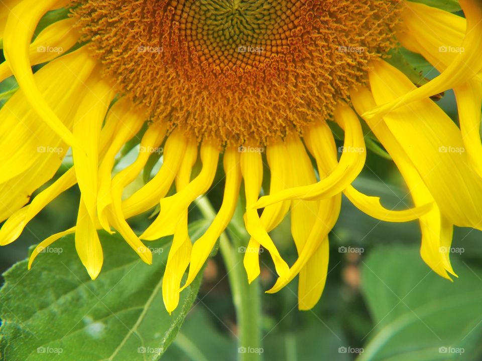 Close-up of sunflower