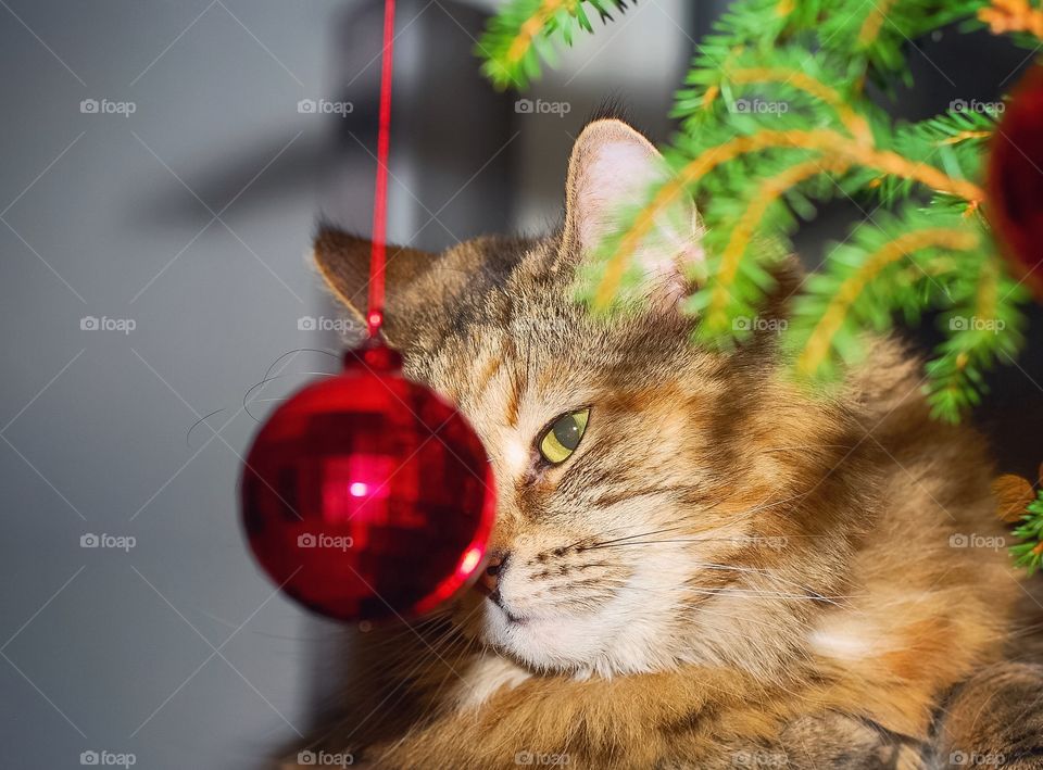 Christmas cat