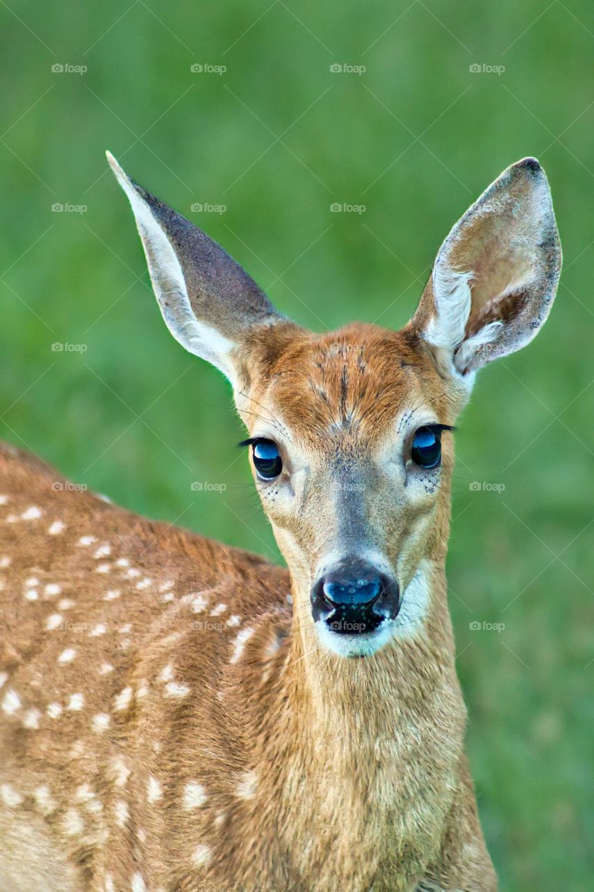 Fawn