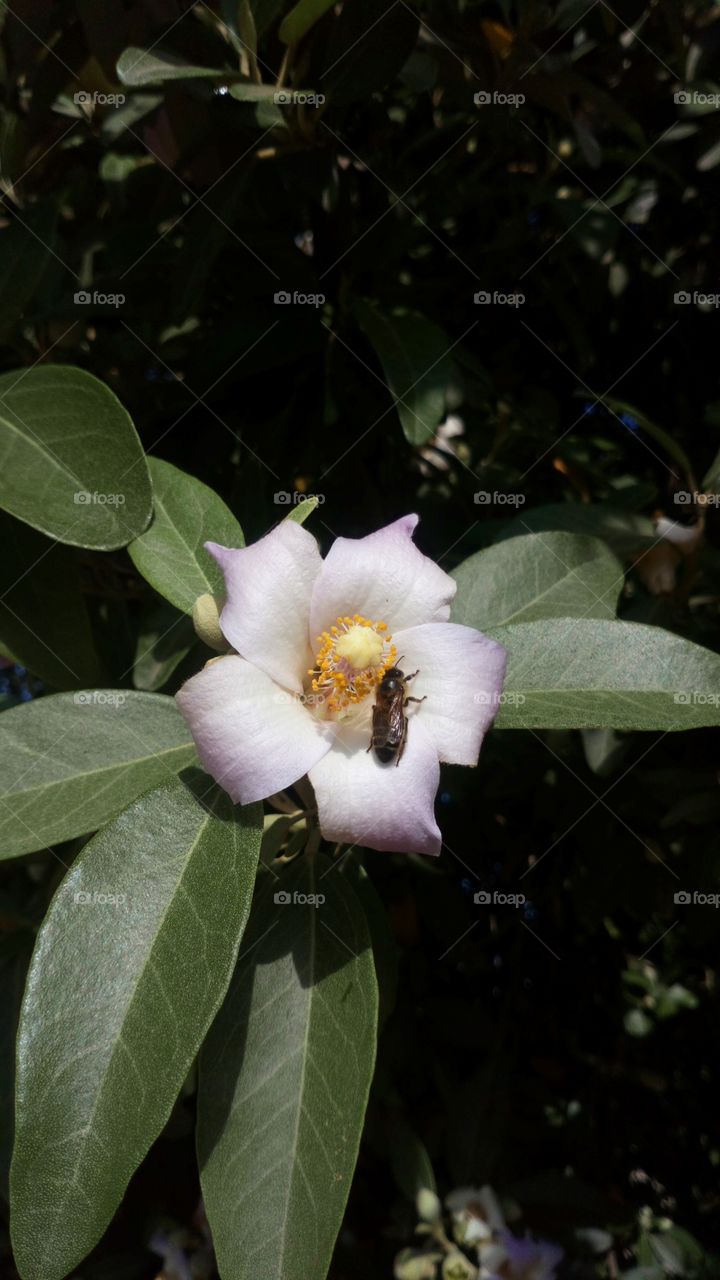 Flor blanco abeja verde
