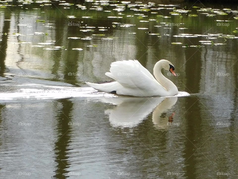 Swan