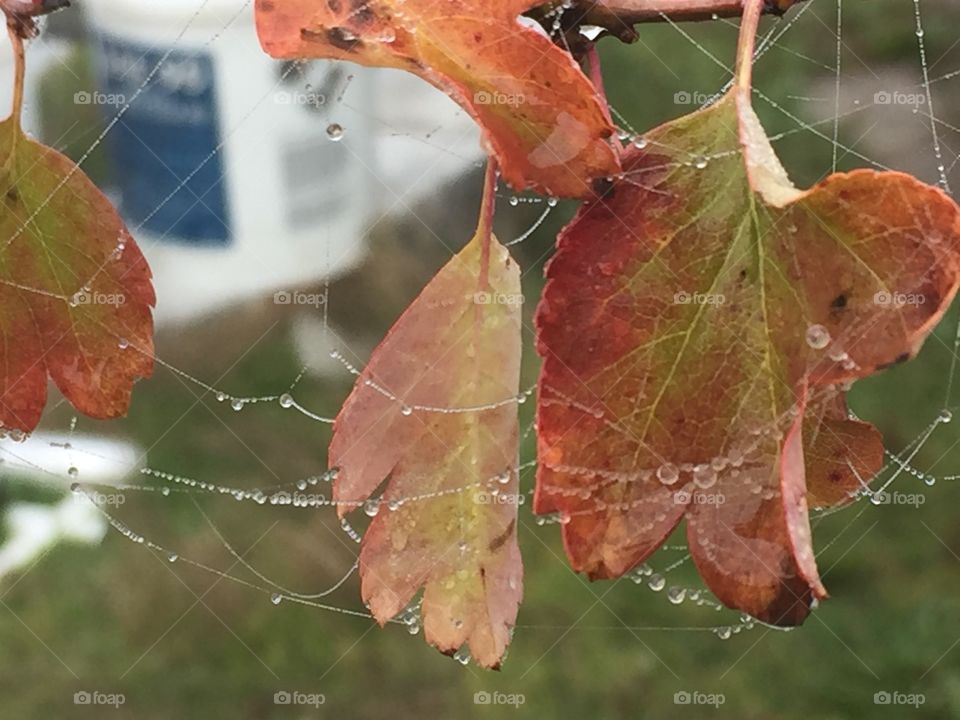 Dew dipped spider webs