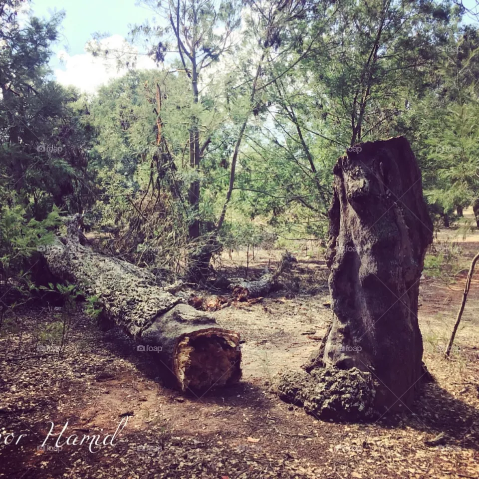 cut down tree