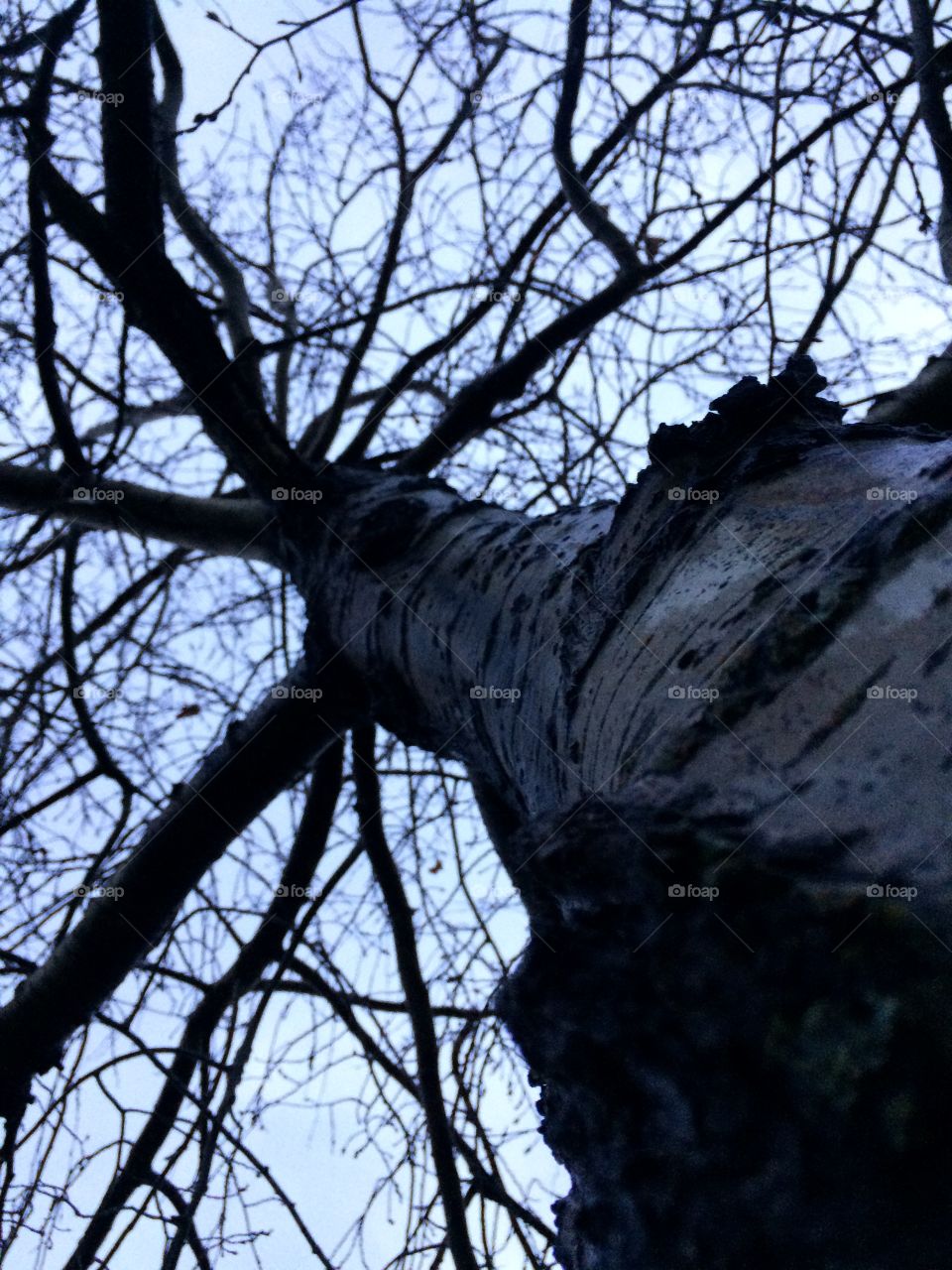 Poplar tree with no leafs 