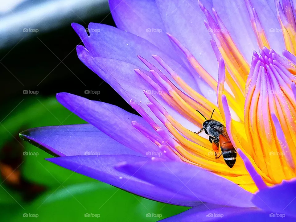 Lotus