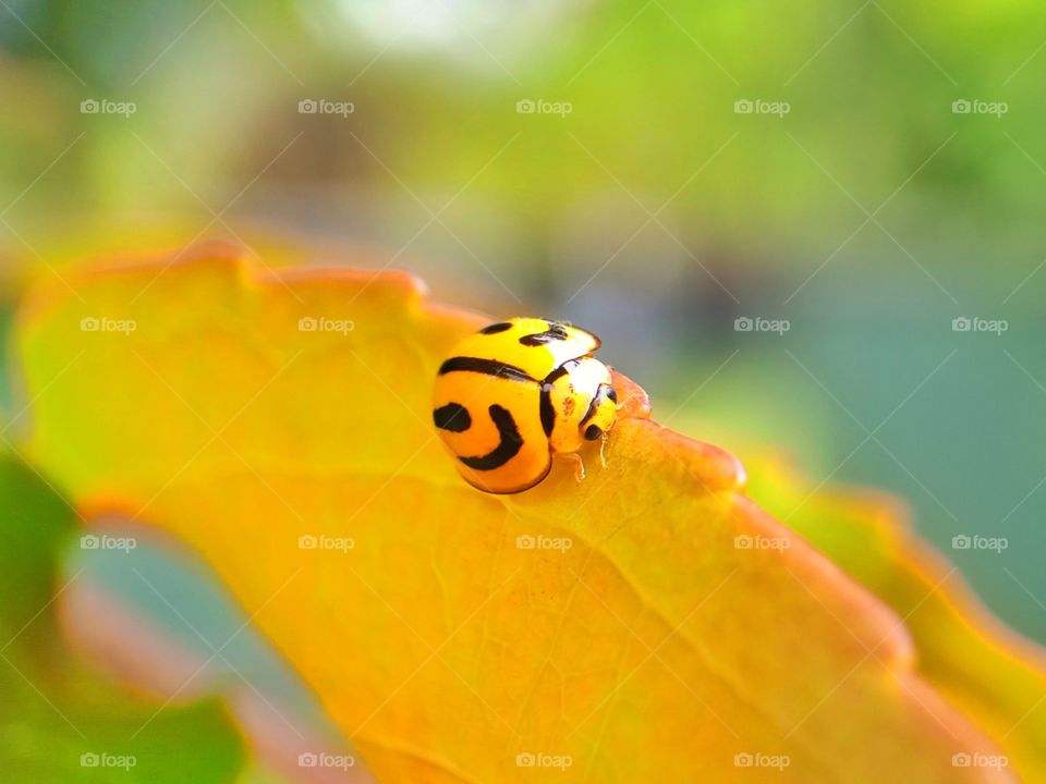 Ladybug's moods of summer