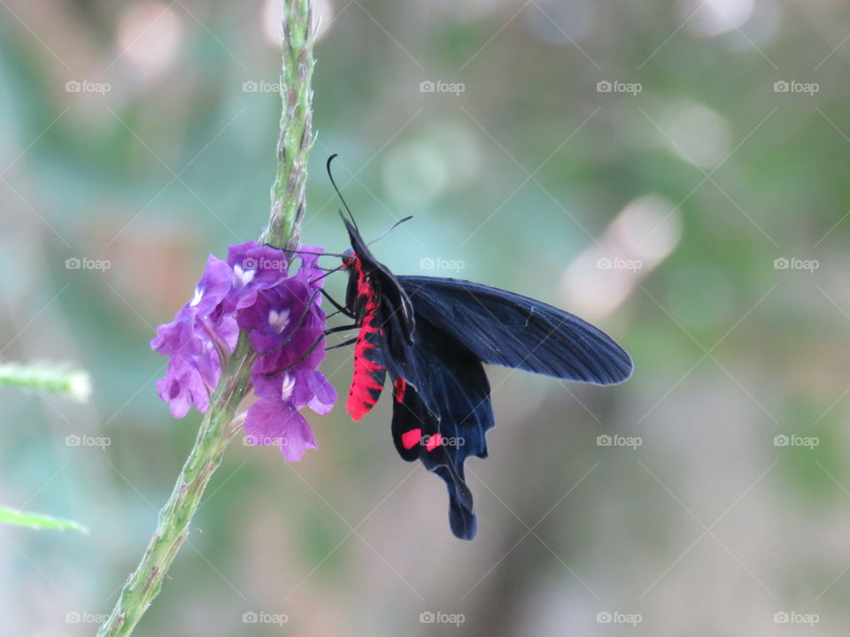 bat wing butterfly