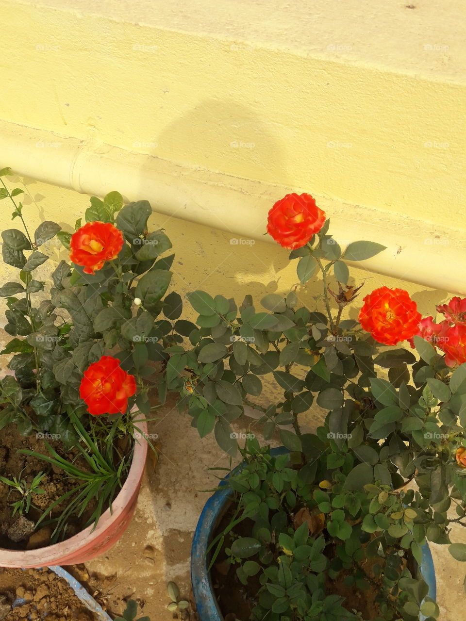 beautiful rose flowers in our garden