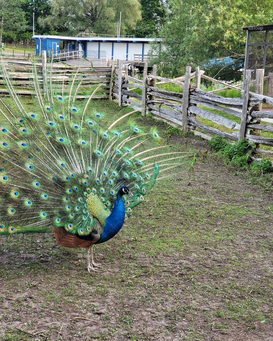 peacock dance!