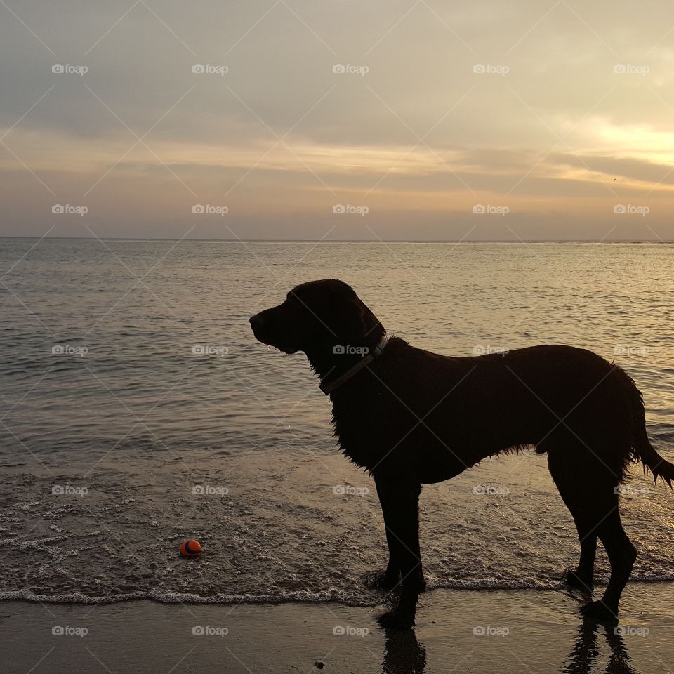 Chocolate Lab standing by  Lake Michigan with the sunrise