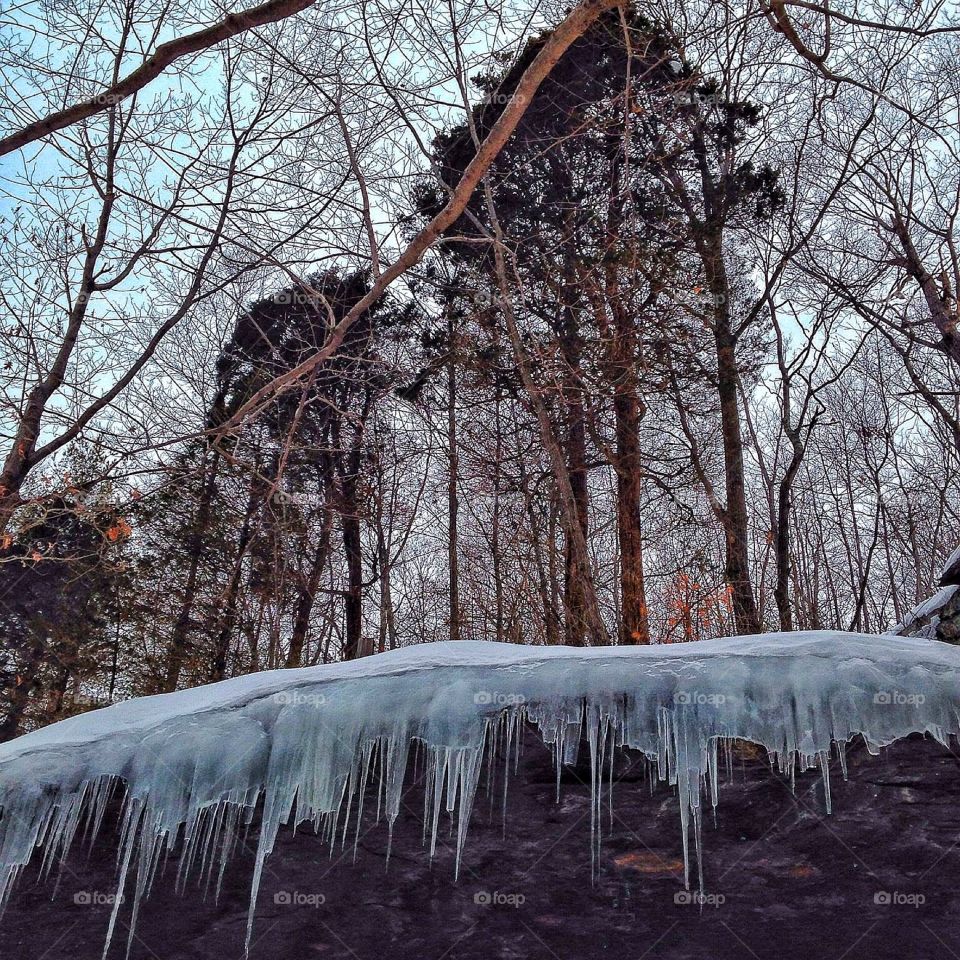 Forest at Lake Mohegan in Fairfield, CT