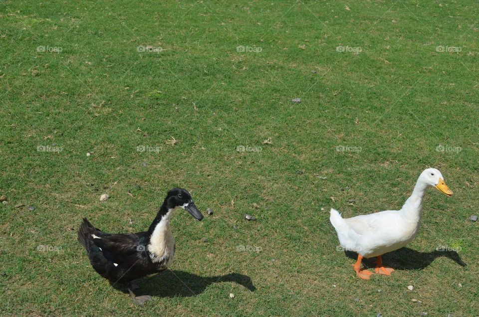 Duck in a field near a pond