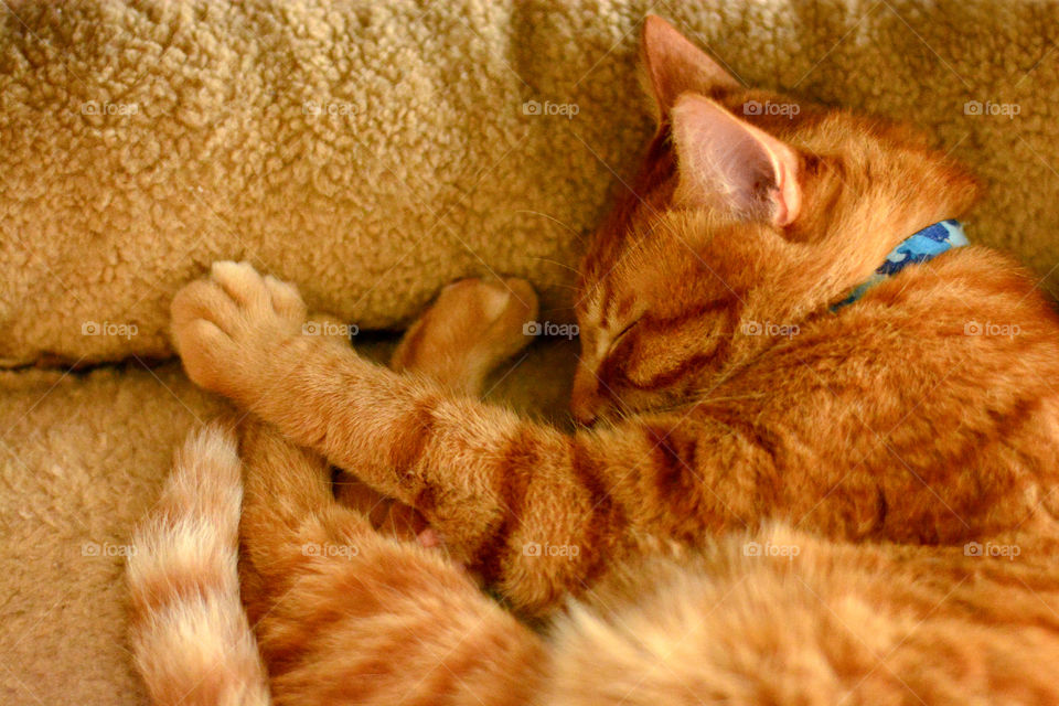 Ginger cat sleeping in cat bed.