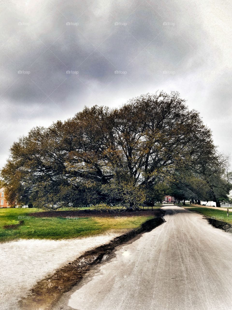 Dramatically Huge Tree