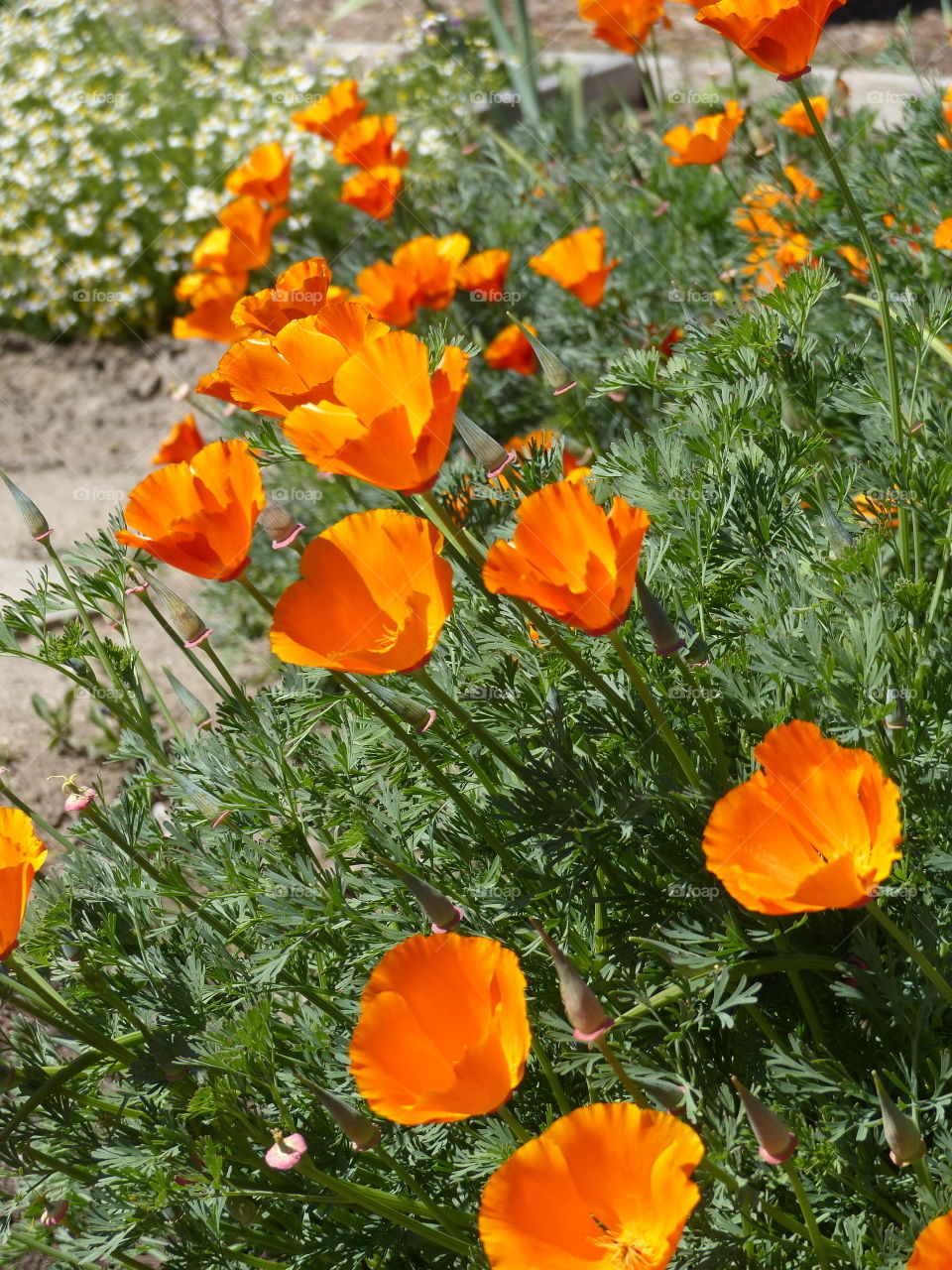 California poppies