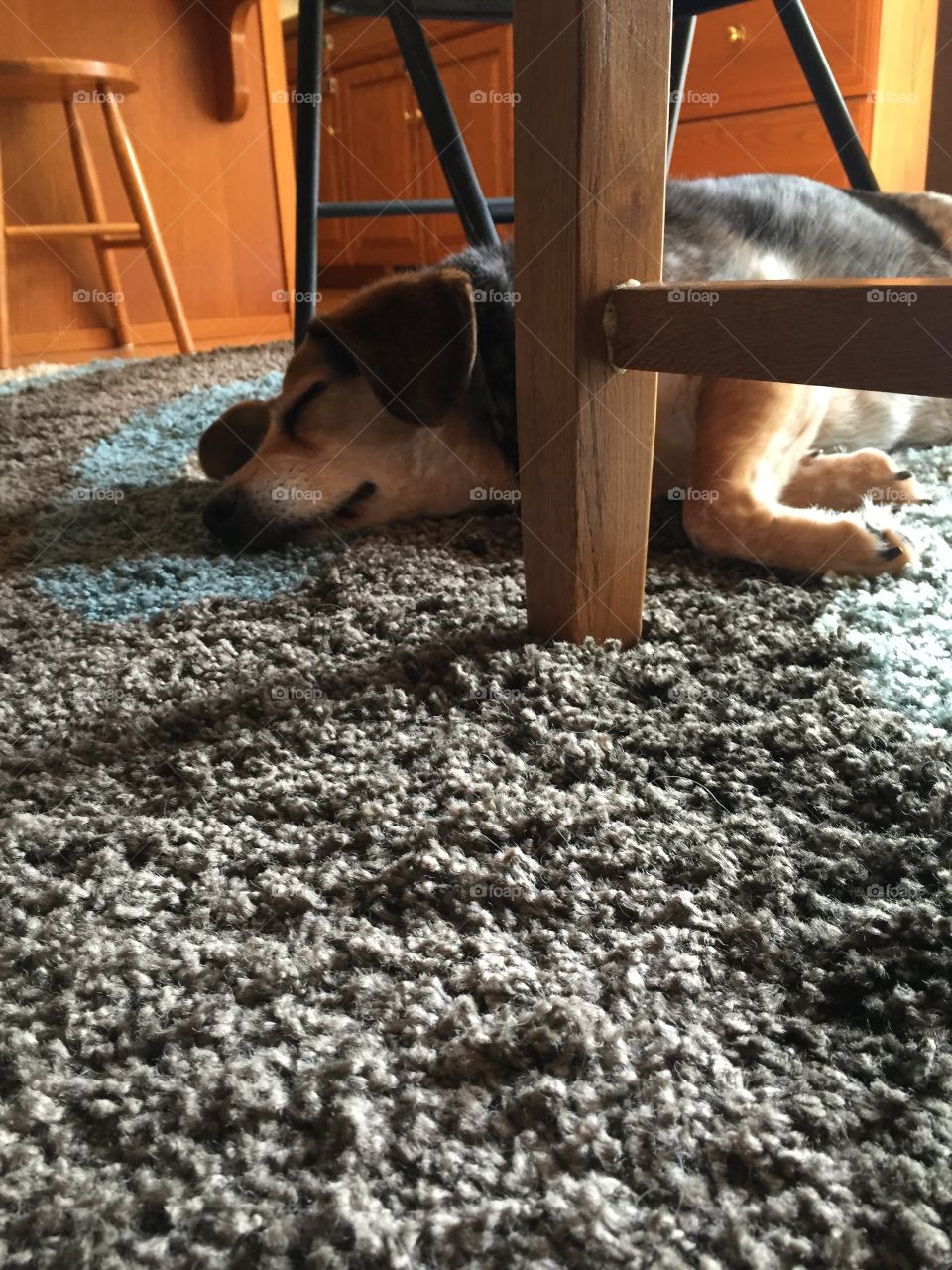 Sleeping under table. Beagle is asleep under the table